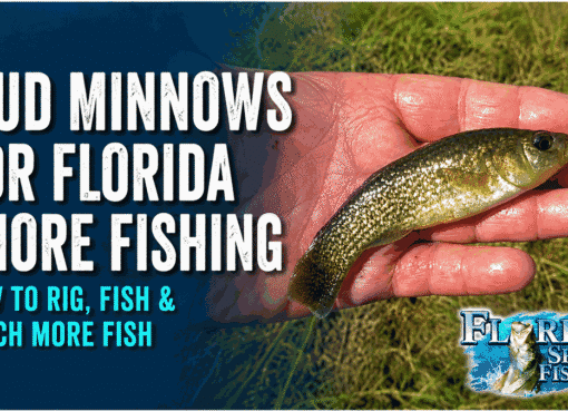 Florida Mud Minnows