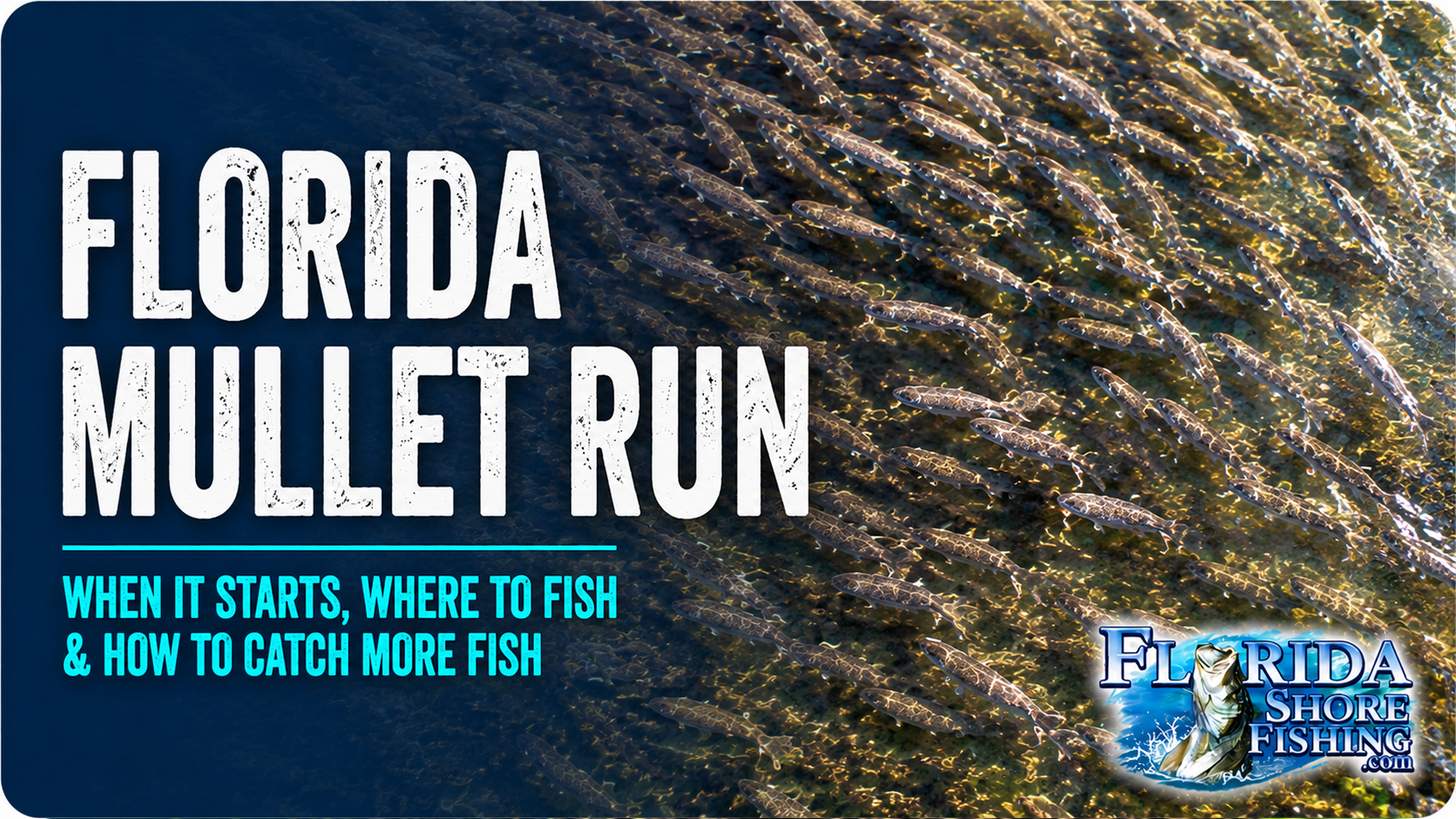 Florida Mullet Run | Florida Shore Fishing Florida Mullet Run