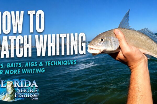How to Catch Whiting in Florida