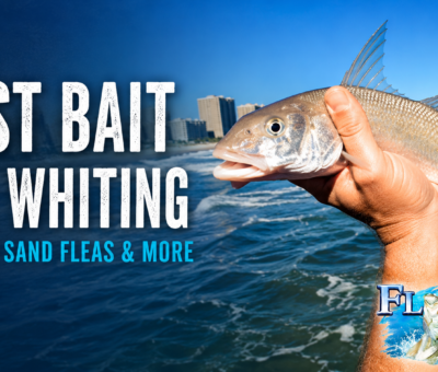 Best Bait for Whiting