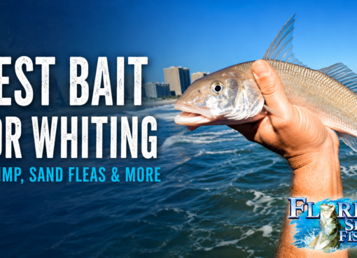 Best Bait for Whiting