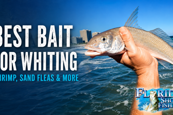 Best Bait for Whiting